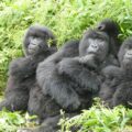 Female Mountain Gorilla with her infants