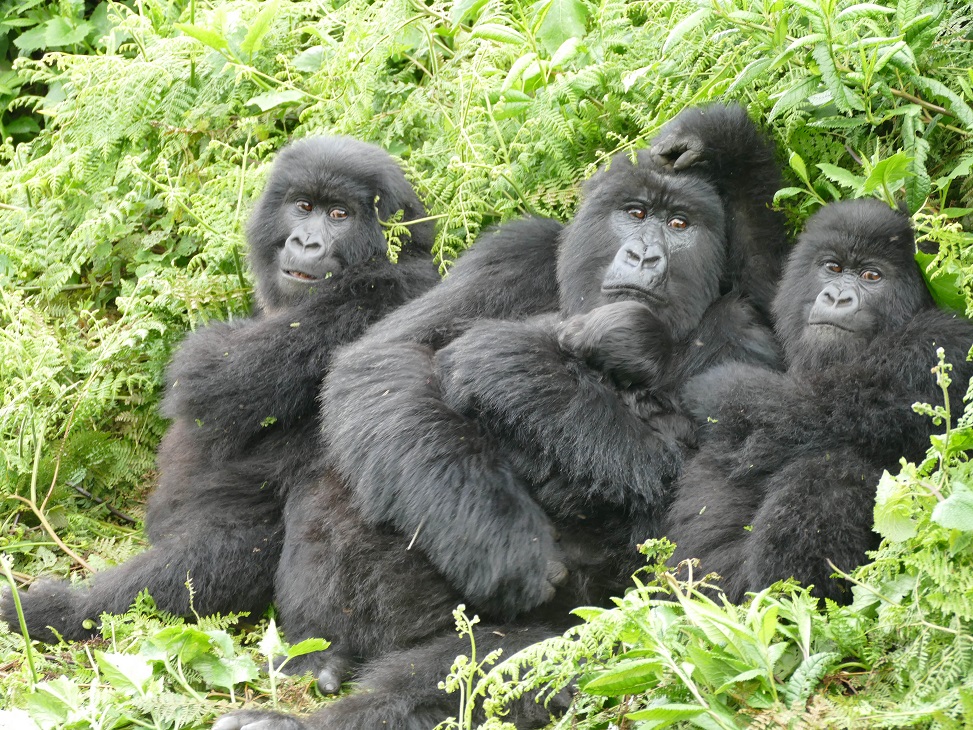 Protecting Mountain Gorillas 2 Female Mountain Gorilla with her infants