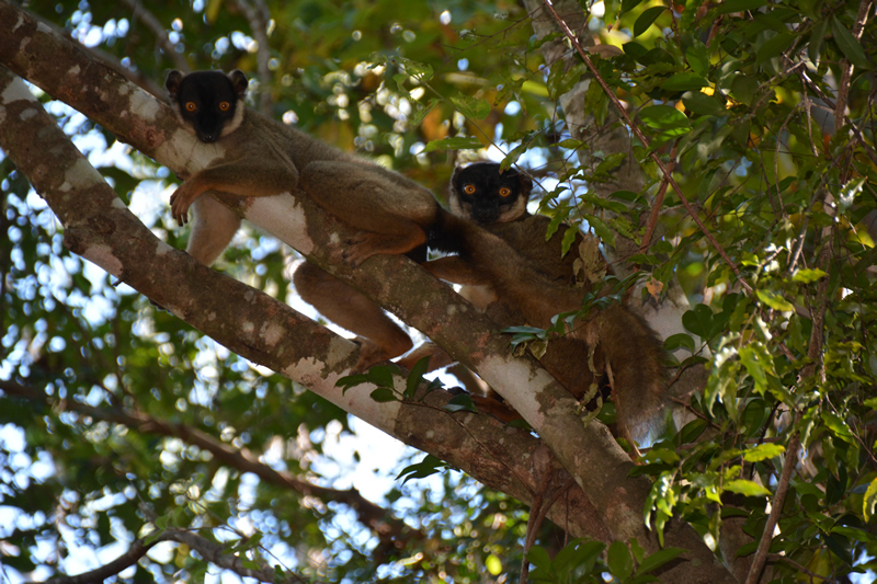 Learning Alternative Livelihoods and Agricultural Techniques for Lemur Conservation 2 Learning alternative livelihoods and agricultural techniques