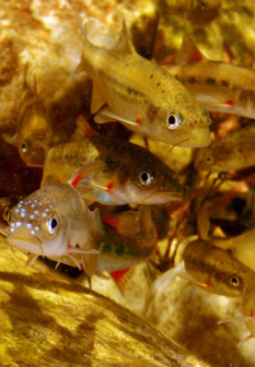 Barrydale Redfins in the Huis River