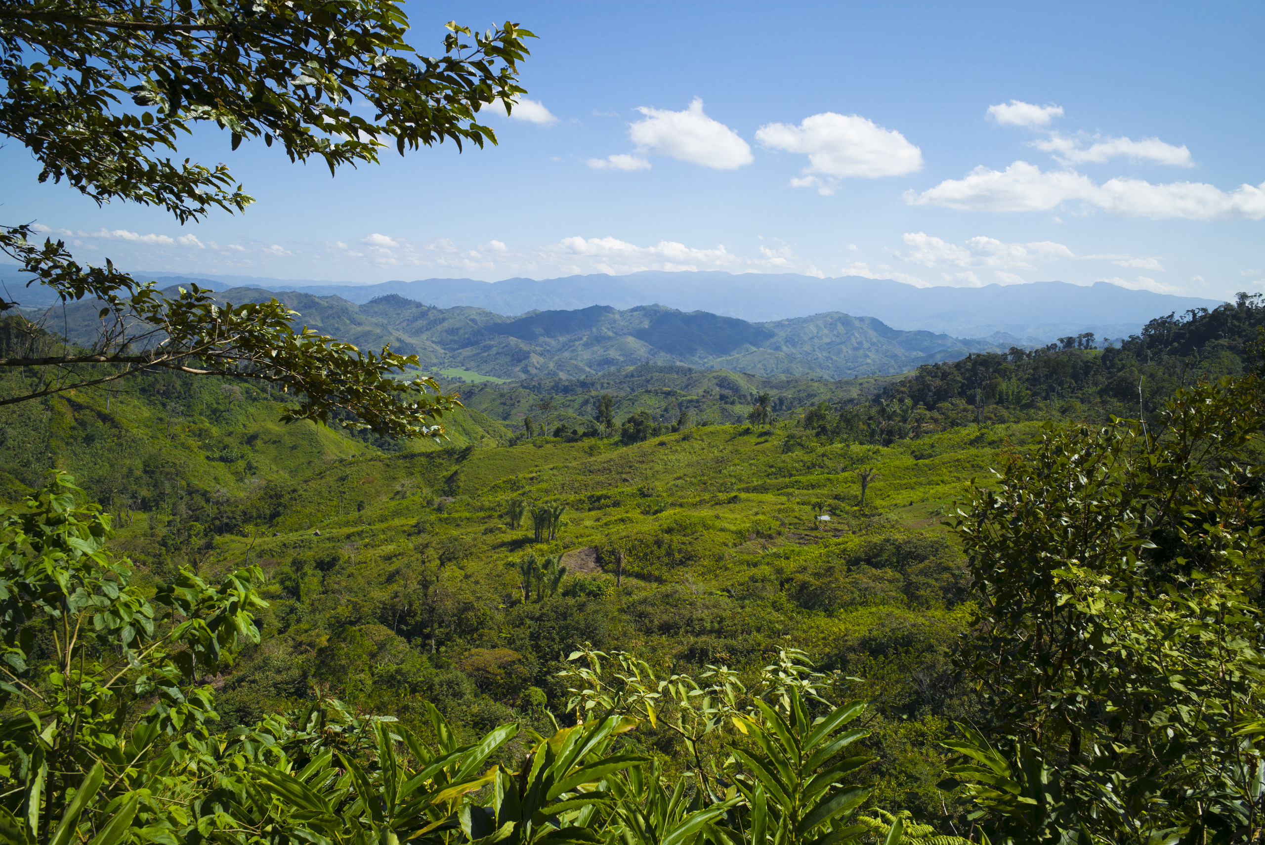 Tropical forest