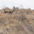 Goitered Gazelle in Kazakhstan Gazella subgutturosa