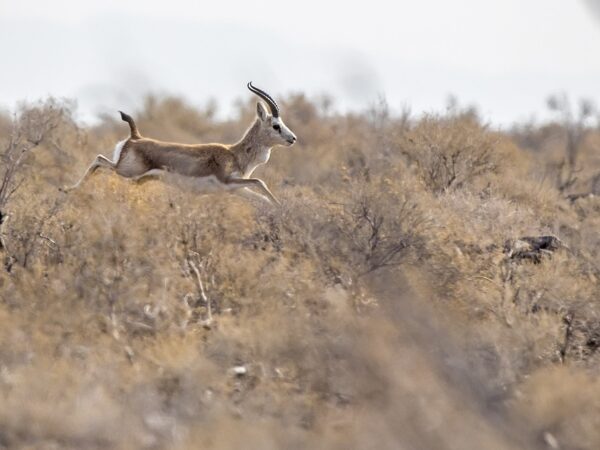 Goitered Gazelle in Kazakhstan Gazella subgutturosa