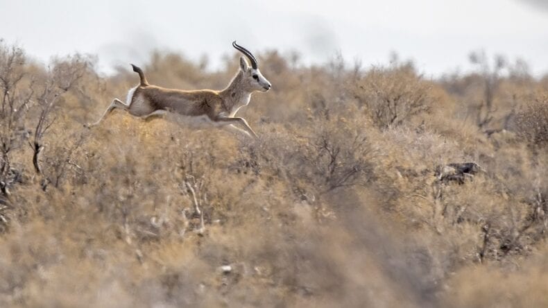 Goitered Gazelle in the wild