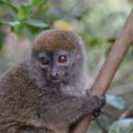 Gilbert's Lesser Bamboo Lemur (Hapalemur griseus ssp. gilberti) is one IUCN SOS target species