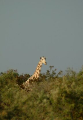 Giraffe monitoring