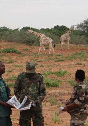 Three giraffes in the wild