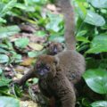 Greater Bamboo Lemur in Kianjavato