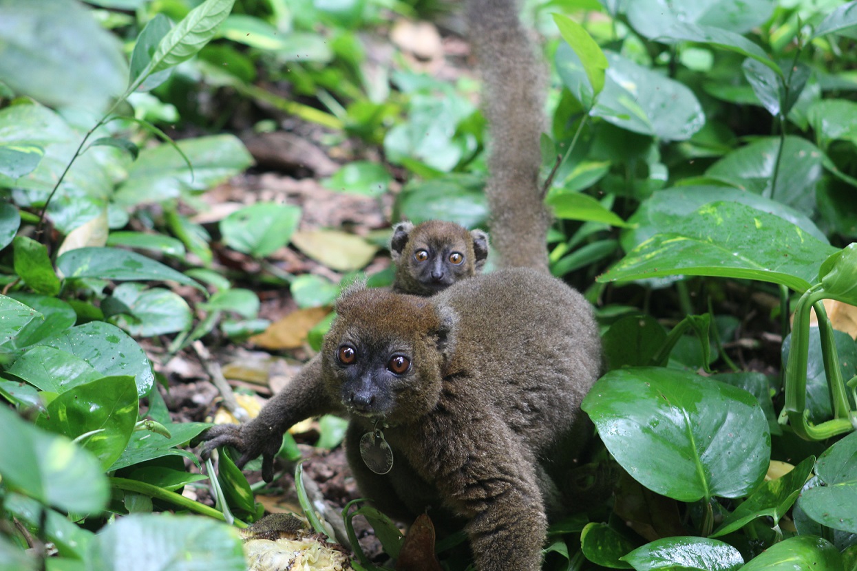 Protecting Biodiversity Through Reforestation, Livelihood Development and Education 2 Greater Bamboo Lemur in Kianjavato