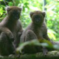 Greater bamboo lemur Mother & Juvenile