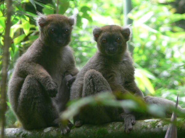 Improving the Habitat Sustainability of Lemurs in the Ankeniheny-Zahamena Forest Corridor 2 Greater bamboo lemur Mother & Juvenile