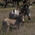 Grevy's Zebra mother and foal