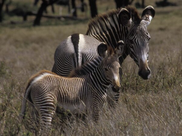 Grevy's Zebra mother and foal