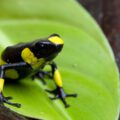 Harlequin poison dart frog