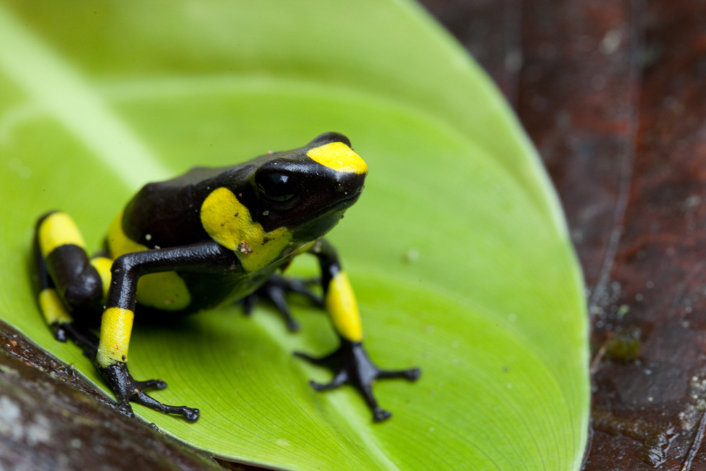 Harlequin poison dart frog