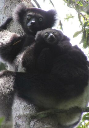 I. indri lemur