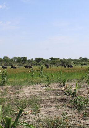 herd passing community maize