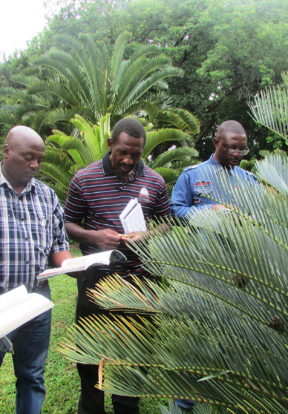 Identifying cycads species is crucial in order to apply correct charges