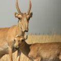 Ural Saigas in the wild