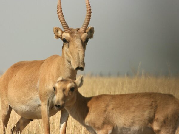 Ural Saigas in the wild