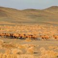 Protecting the last wild camels and their habitat