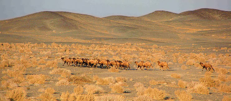 Protecting the last wild camels and their habitat