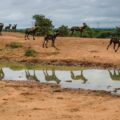 Pack of African Wild Dogs in Kenya