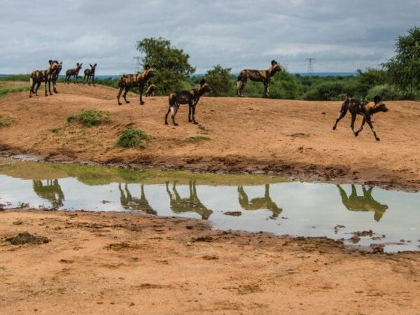 Pack of African Wild Dogs in Kenya