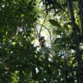 Indri in the Ankeniheny-Zahamena Corridor