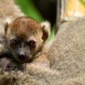 Baby Bamboo Lemur born in October 2018