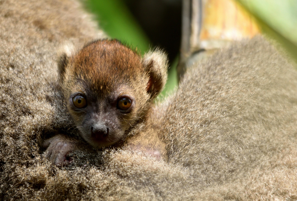 Baby Bamboo Lemur born in October 2018