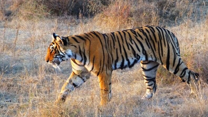 Big Cat Conservation and the Web of Life 1 Lone tiger in the wild