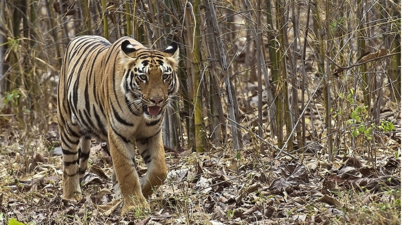 Jim's Girl -a tiger known to conservationists passing through local forests