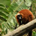 Varecia rubra Makira Natural Park