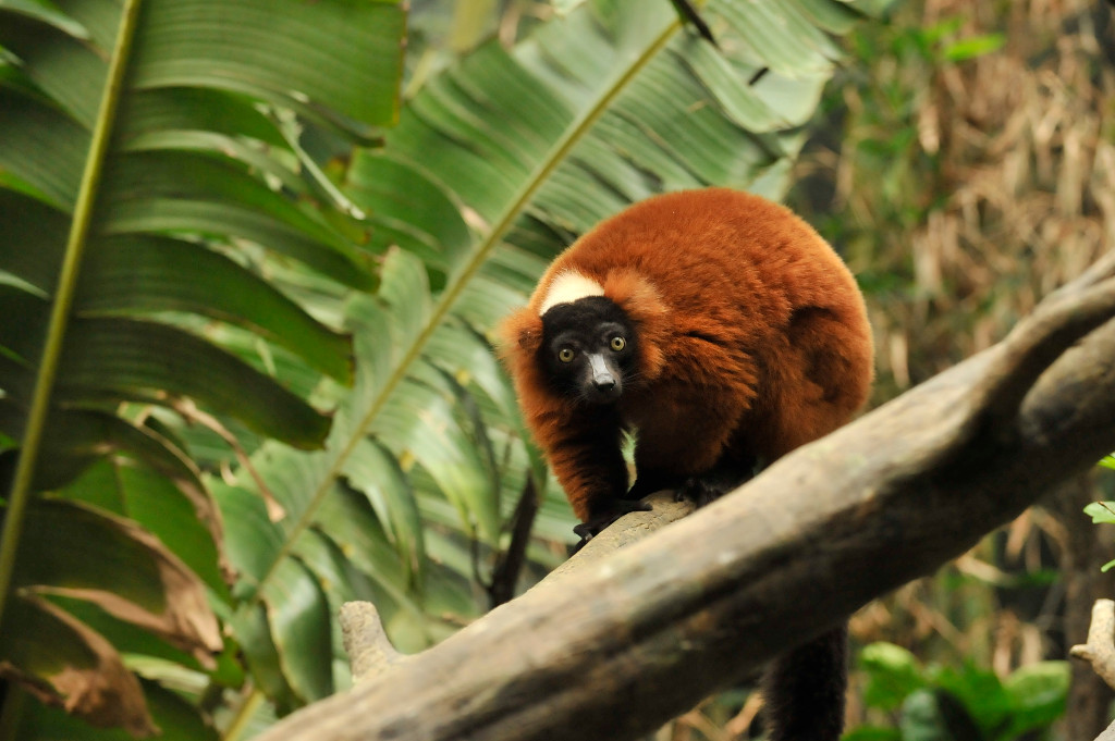 Varecia rubra Makira Natural Park