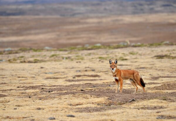 Juvenile Ethiopian wolf in Web Valley-Bale Mountains National Park