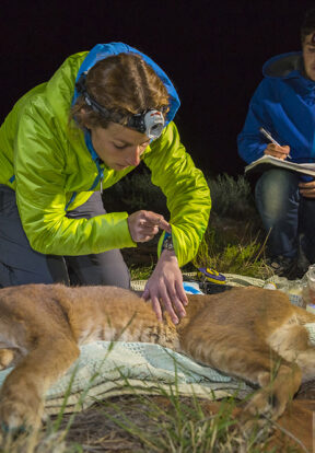 Radio-tracking predators like caracal helped design coping strategies