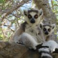 Two Ring-tailed lemurs sitting in tree