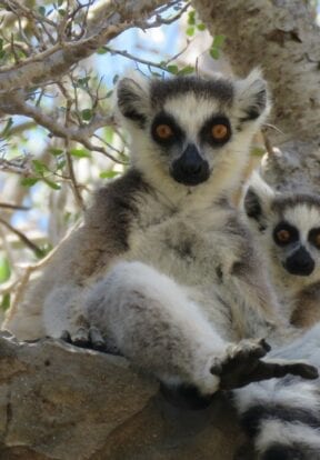 Two Ring-tailed lemurs sitting in tree