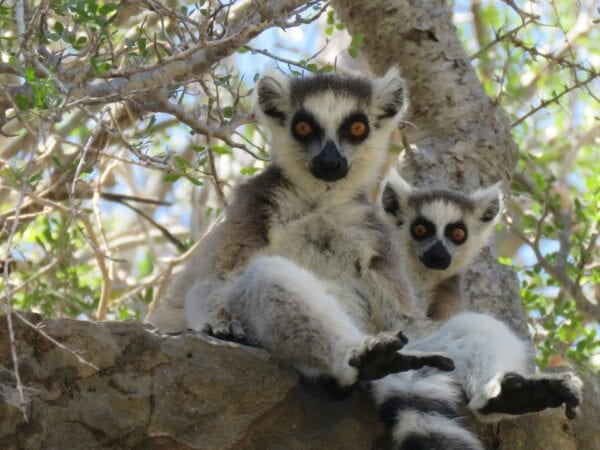 Two Ring-tailed lemurs sitting in tree