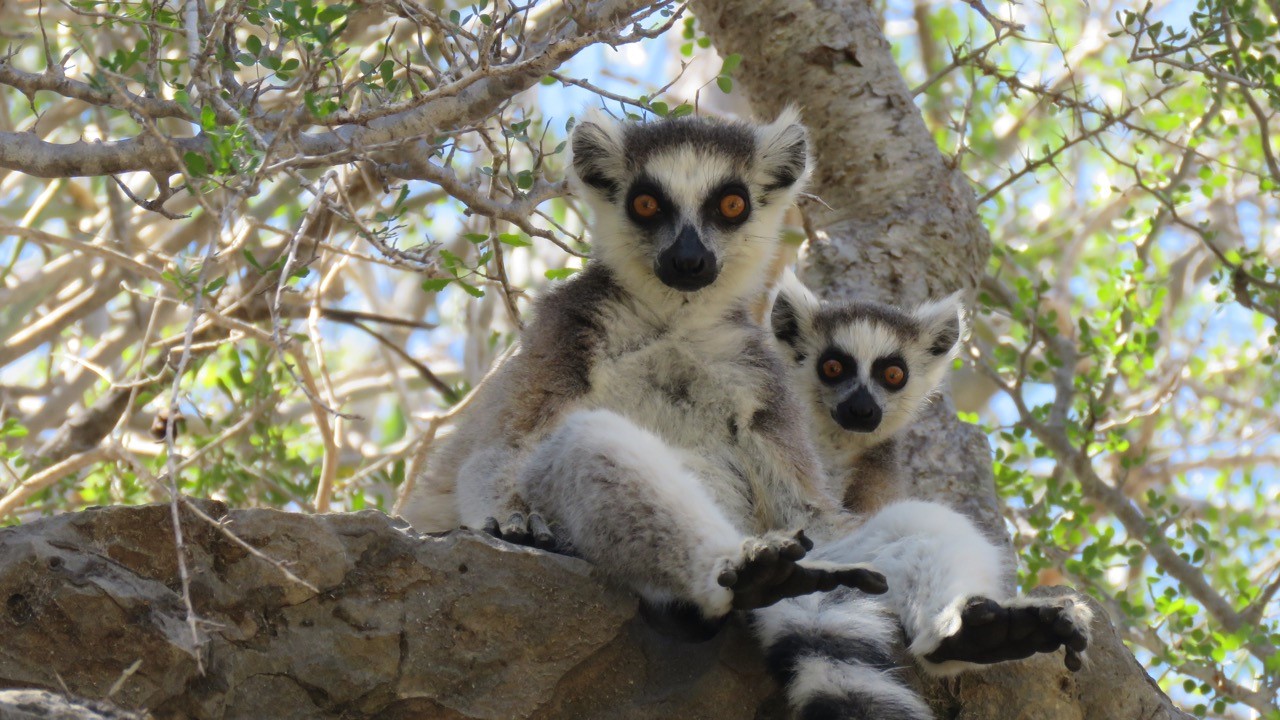 Reducing Demand for Live-Captured Lemurs in the Tsimanampesotse and