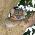 Randrianasolo's Sportive Lemur sitting in tree