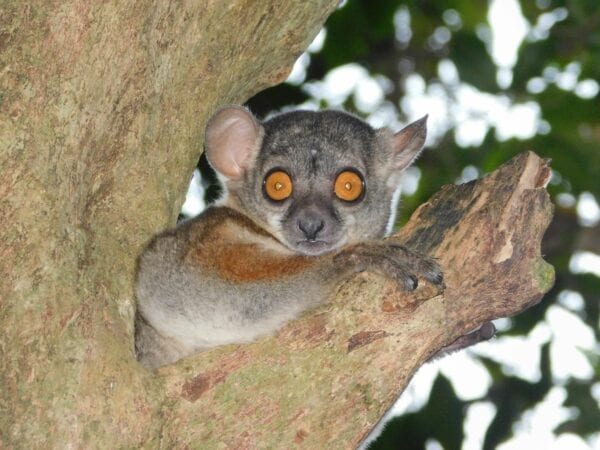 Strengthening the Conservation of Lemurs in the Melaky Region 2 Randrianasolo's Sportive Lemur sitting in tree