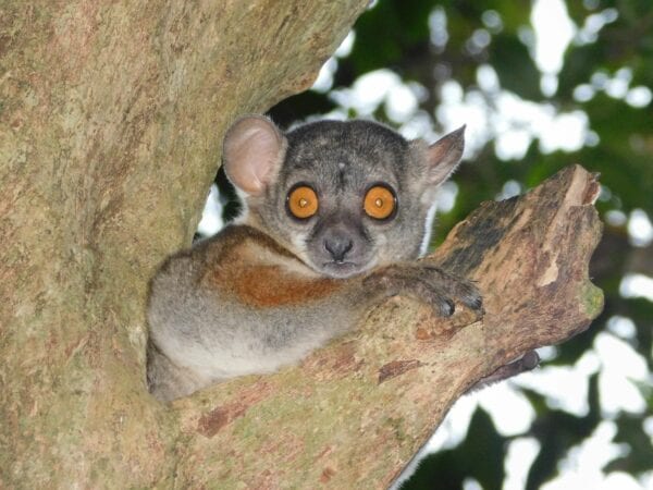 Randrianasolo's Sportive Lemur sitting in tree