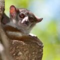 Milne Edwards sportive lemur (Lepilemur edwardsi) (EN)