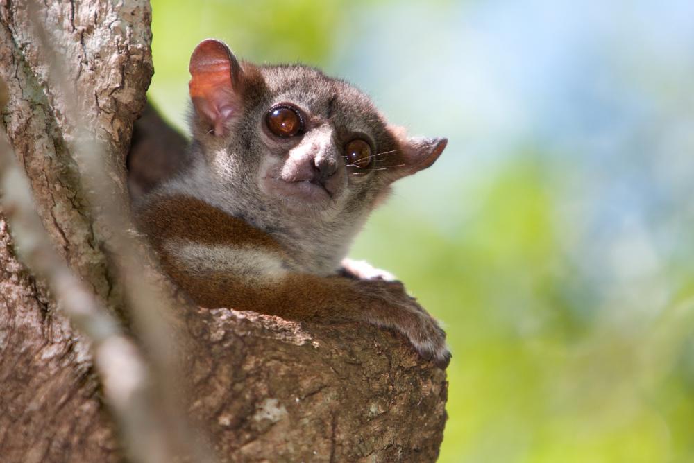 Milne Edwards sportive lemur (Lepilemur edwardsi) (EN)