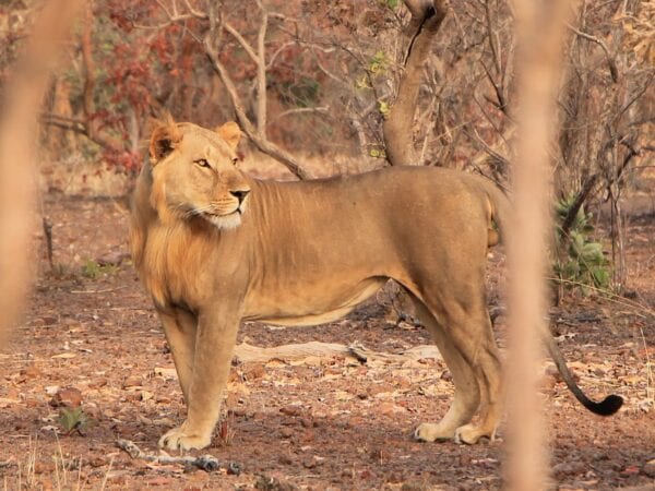 West African Lion