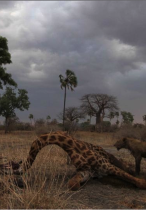 Lion at Giraffe Kill, Ruaha