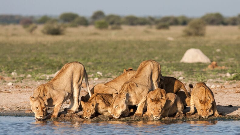 Lion pride at waterhole