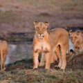 A lioness and two cubs